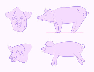 Set of vector illustrations of pigs