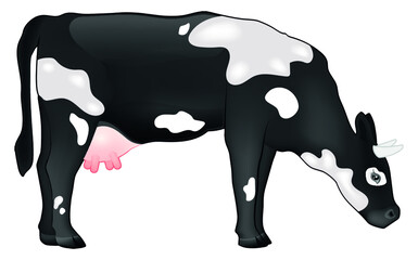 Vector illustration of black and white cow