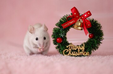 クリスマスリースの隣で食事しているハツカネズミ