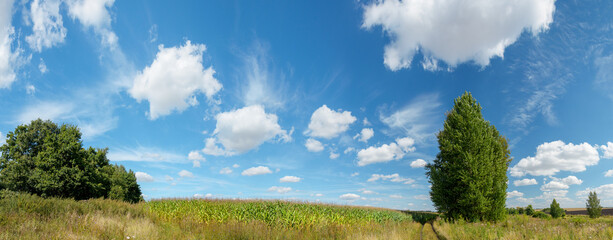 Beautiful summer rural landscape with green corn field and rural road in sunny august day