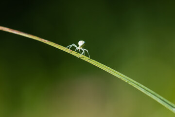 Pająk kwietnik kwietnik  Misumena vatia na kłosie trawy © PeterG