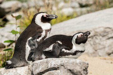 Pinguine (2020-09)