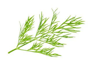 dill herb leaf isolated on white