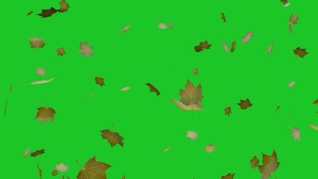  Leaves falling in autumn. Green screen . 3d rendering