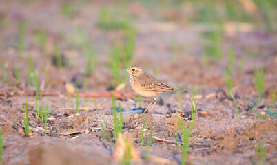 Paddyfield pipit standing alone on field