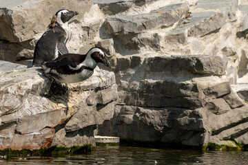 Pinguine - und Sprung! (2020-09) © Thomas