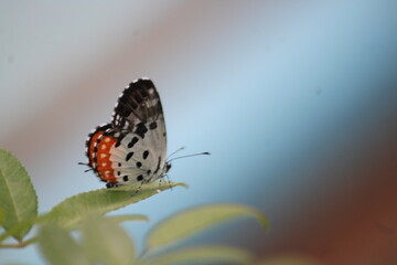Close view of Butterfly sitting on leaf. in bright sunny day