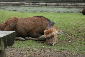 sleeping Deer