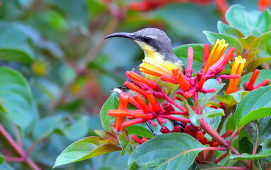 Purple sunbird sitting on bunch of flowers