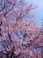 sakura cherry blossom blooming in Tokyo, Japan