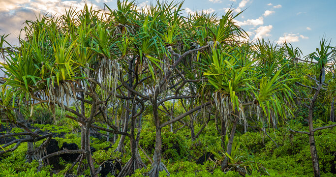 Pu hala tree or thatch screwpine (Pandanus tectorius). Hawaii