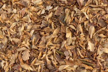 Dry brown leaves on the ground, autumn view