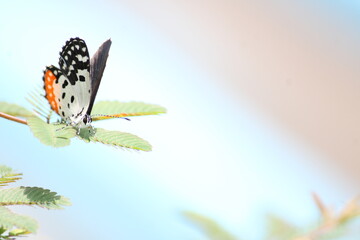 Beautiful butter fly sitting on branch in home garden. Beautiful butterfly in Bright sunny day. Colourful butterfly 