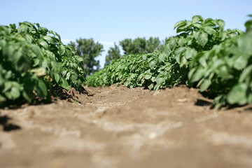 Fototapeta na wymiar Potato plants growing In a field.