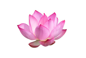 Pink Lotus flower isolated on white background. File with clipping path.