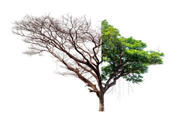 Concept of doubleness. Dead tree on one side and living tree on the different side. Isolated on white background.File contains with clipping path.