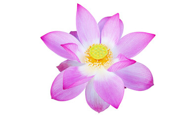 Pink Lotus flower isolated on white background. File with clipping path.