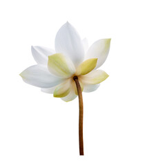 White Lotus flower isolated on white background. File contains with clipping path so easy to work.