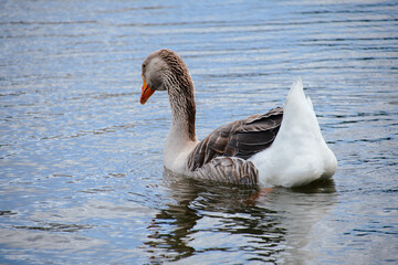 Oie grise nageant sur l'étang .