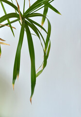 green leaves on a branch