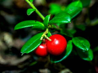 red edible forest berries with the Latin name Vaccinium vitis-idaea in the forest in a clearing,...