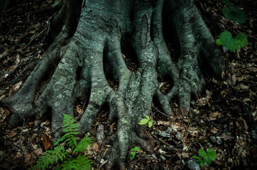 roots of tree