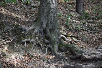 Thale - Hexentanzplatz