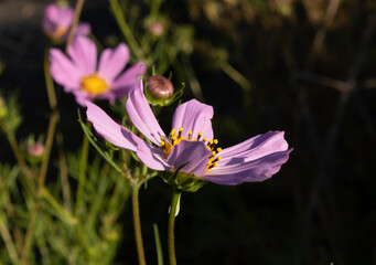 Fototapeta premium Beautiful pink flowers in the garden Cosmos bipinnatus
