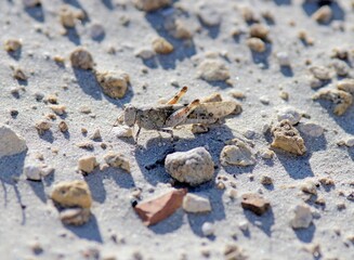 Locusts mimicking the color of white sand