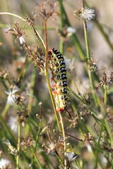 Butterfly caterpillar (Hyles euphorbiae) on a blade of grass