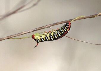 Butterfly caterpillar (Hyles euphorbiae) on a blade of grass