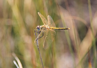 Yellow dragonfly on a blade of grass close-up