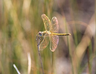 Yellow dragonfly on a blade of grass close-up