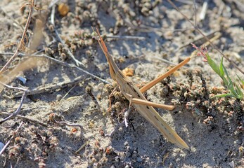 Grasshopper Acrida bicolor in the meadow