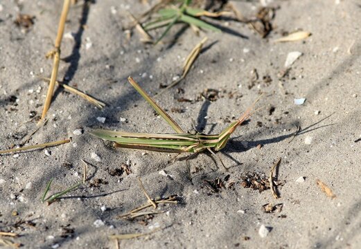 Grasshopper Acrida bicolor in the meadow