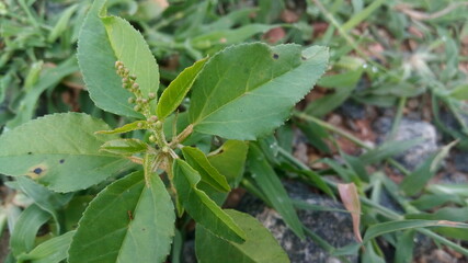 spider on the grass