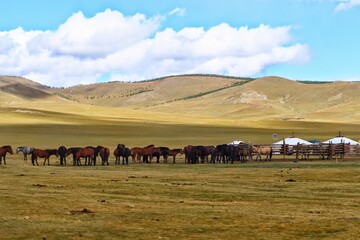 Pferde in der Freiheit, Mongolei