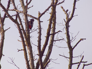 ptak zwierze drzewo natura zieleń park