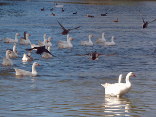 ptaki kaczki zwierzęta woda natura staw © Piotr