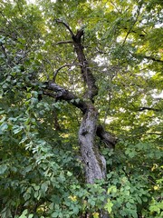 Im Wald | Mutter Natur ruft