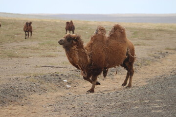 Kamelherde mit Jungtier in Gobi Wüste, Mongolei