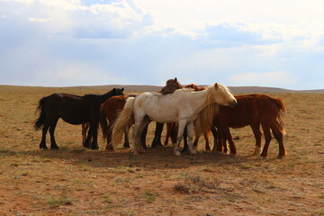 Pferde in der Freiheit, Mongolei