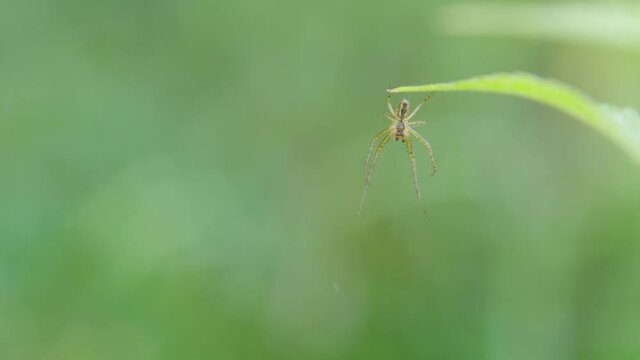 A close up of a spider in green blur nature background.