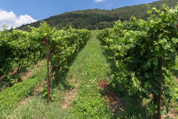 Naklejka premium Landscape of green vineyards