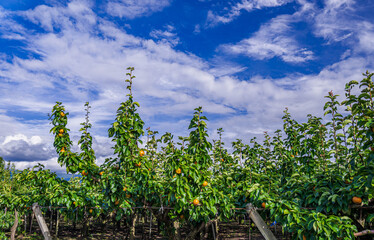 収穫時期の梨の木