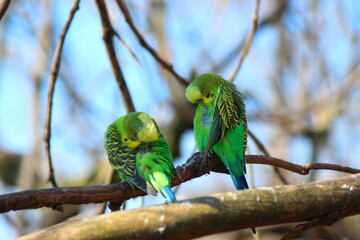Papageienpärchen