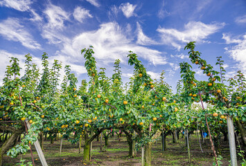 収穫時期の梨の木