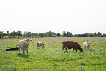 Cows at the meadow on a sunny day