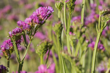 Obraz premium summer and autumn flowers in scania sweden