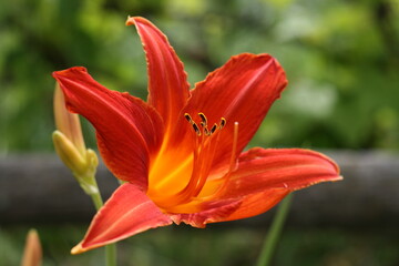 Lilie, Taglilie in der Sonne